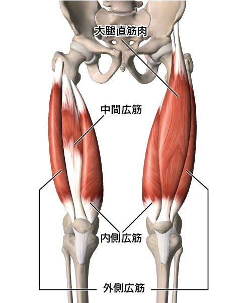 Back Pain Approach Method For The Rectus Femoris Muscle Kochi Shiatsu Massage Method